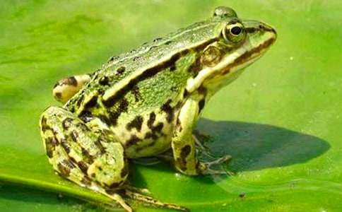 ���ܳԳ��ӽ�ѧ���