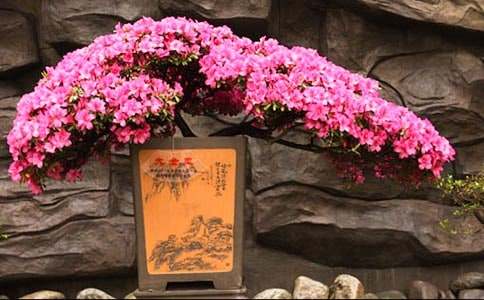 杜鹃花小学作文14篇