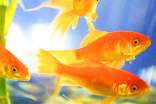 金鱼观察日记