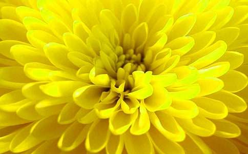 写菊花的日记