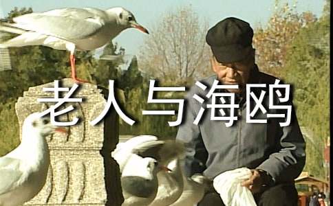 老人与海鸥教学设计课件