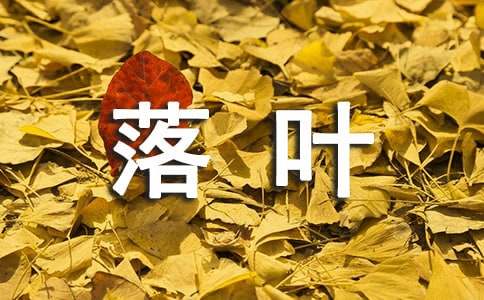 综合说课稿:落叶