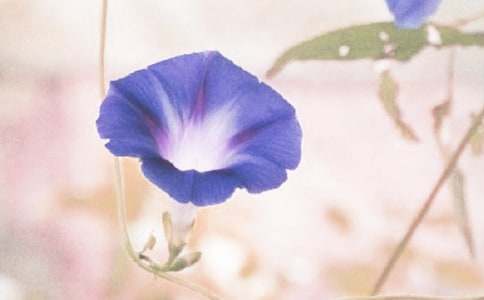 【荐】牵牛花观察日记