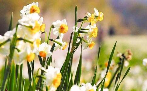 精选水仙花观察日记汇总十篇