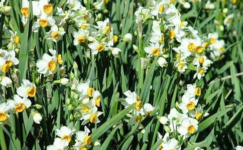 关于水仙花观察日记范文九篇