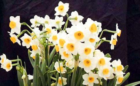 关于水仙花观察日记3篇