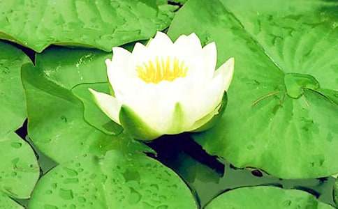 睡莲花开教案
