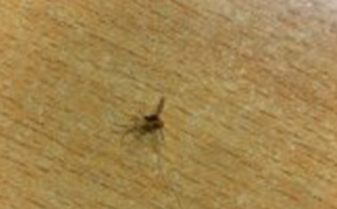 大班优质科学活动《苍蝇和蚊子》教案设计
