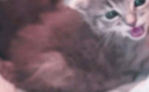 小猫小学作文锦集5篇
