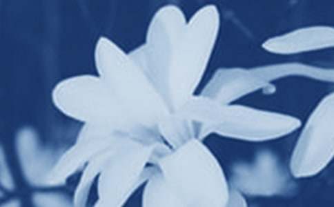 玉兰花观察日记10篇