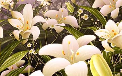 �����ϵİٺϻ��������12ƪ