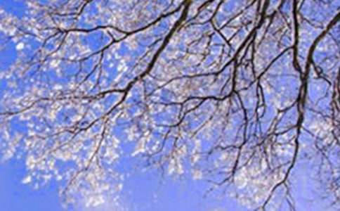 �����족��������:Ψ��ѩ�Ͷ������ɹ���