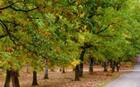 �����ķ羰�ռ�