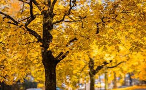 精选高中风景作文合集七篇