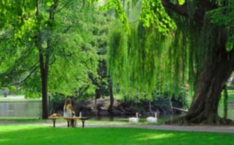 �����Ĺ�԰��������