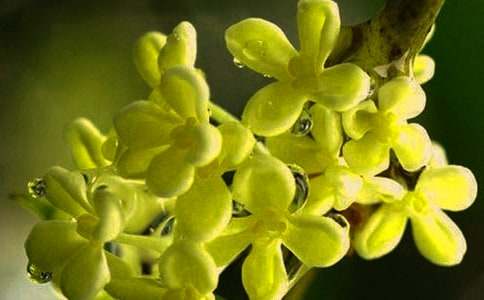 桂花香里的微感动作文 - 体裁动作作文