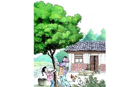 桂花雨的读书笔记