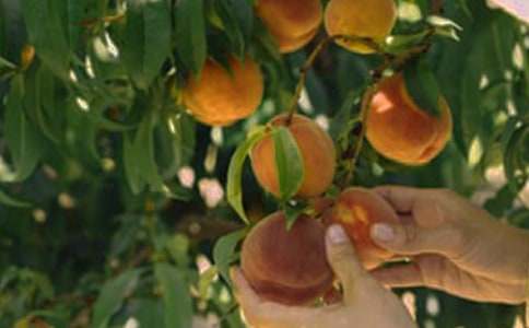 果园转让合同锦集【15篇】