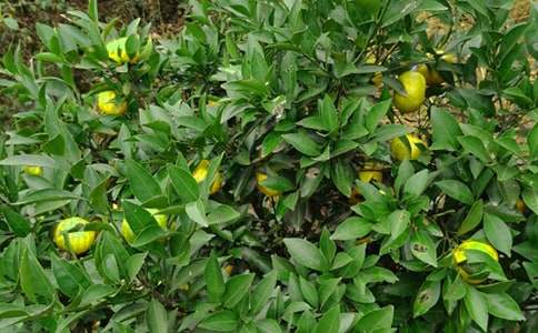 ��԰ת�ú�ͬ15ƪ[����]