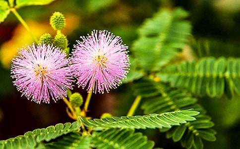 ���߲ݹ۲��ռ�