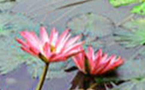 ʵ�õĺɻ�Сѧ����300��4ƪ