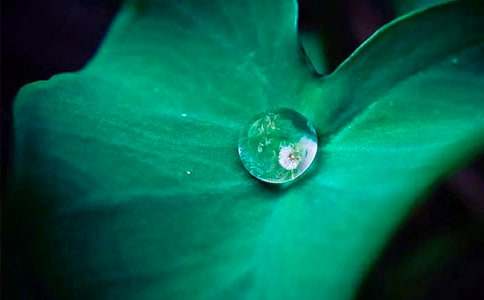 《荷叶圆圆》教学反思