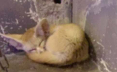 《狐狸和乌鸦》教学设计15篇