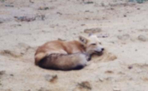 ���ٱ�����ƭһ�Ρ������15ƪ