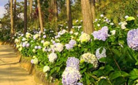 荒芜了的花园教学反思