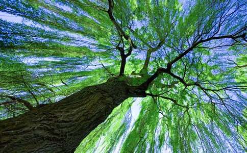 《小柳树和小枣树》教学设计15篇