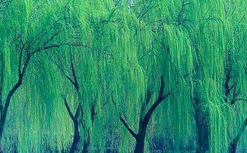 ���������˵�θ�