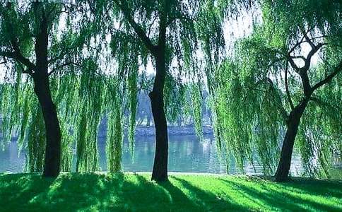 《小柳树和小枣树》优秀教案范文5篇