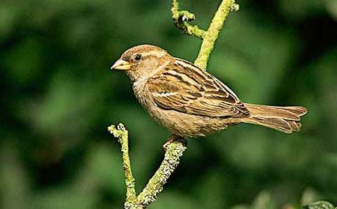 《麻雀》说课稿