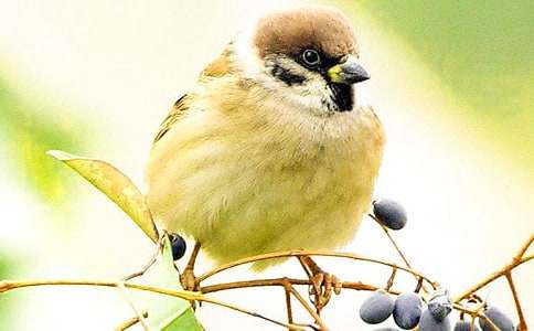 Сѧ���ģ���ȸ