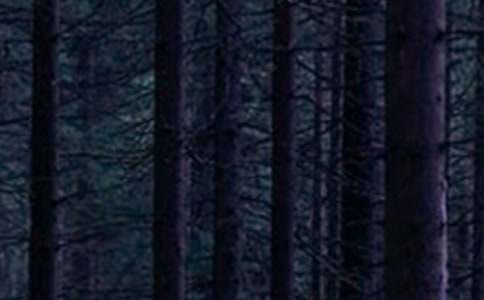 ����ɭ�ֽ�����