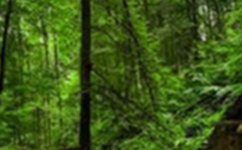 (��Ʒ)��ɭ�ֱ��������15ƪ