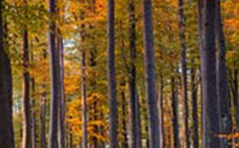 [ͨ��]ɭ�ַ���������