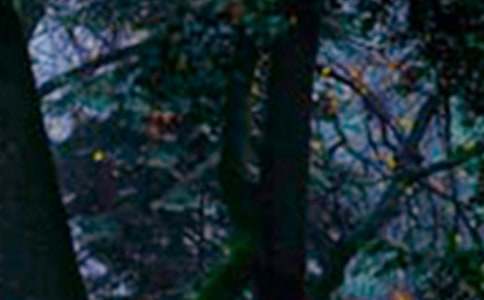 ���꼶ɭ�ֱ������