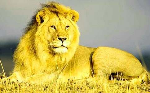 《狮子王》观后感合集15篇