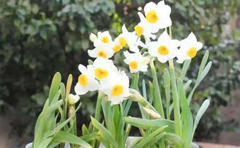 水仙花话题作文