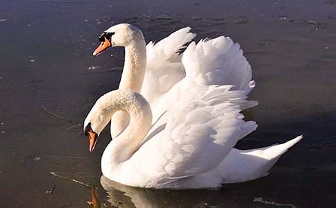 《吹小号的天鹅》读后感