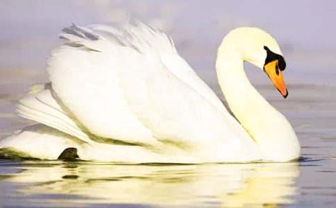 《野天鹅》读后感