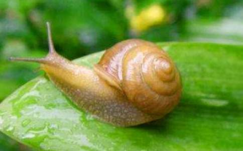 蜗牛的奖杯说课稿