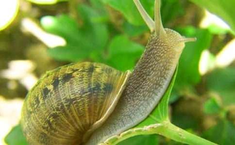 ��ţ�۲��ռ�15ƪ