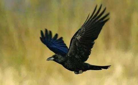 ��С��ѻ�����衷��ѧ��˼