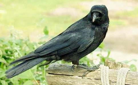 ��ѻ��ˮ��ѧ��˼����