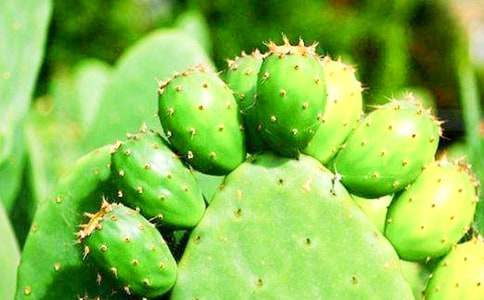 �����ƻ�������