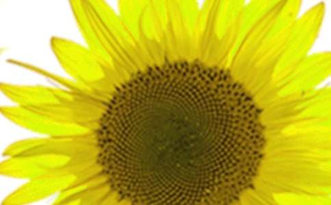 ���տ�Сѧ����