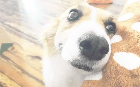 ������С��Сѧ����10ƪ