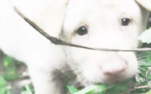 �ɰ���С���������ļ���9ƪ